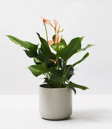 Rubber Plant